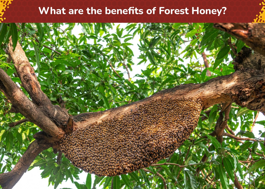 What are the benefits of Forest honey ?